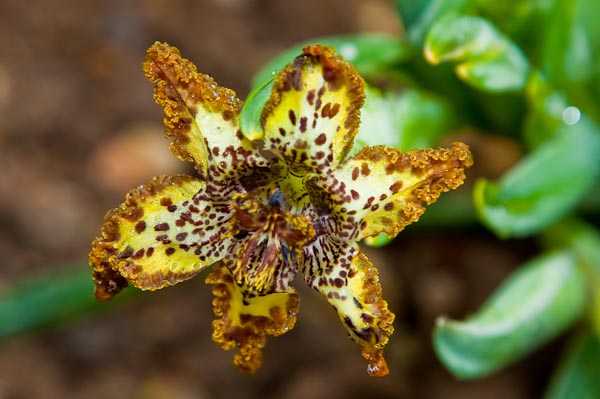 Ferraria Crispa