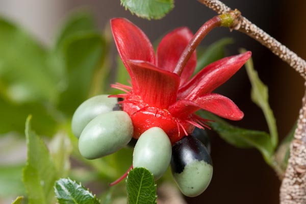 Ochna Serrulata green berries