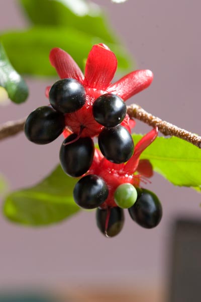 Ochna Serrulata ripe berries