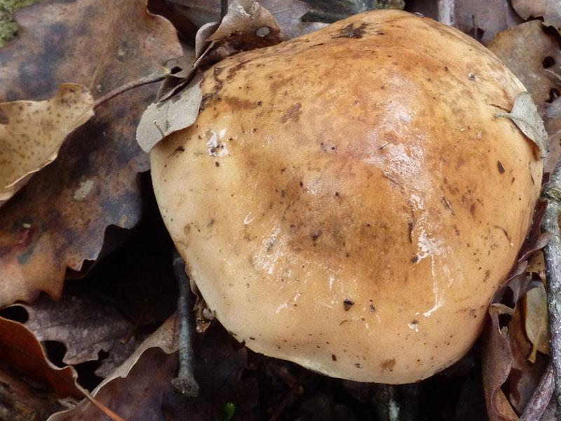 Mushroom 2 - photo 1