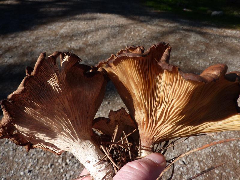 Mushroom One - photo 3.