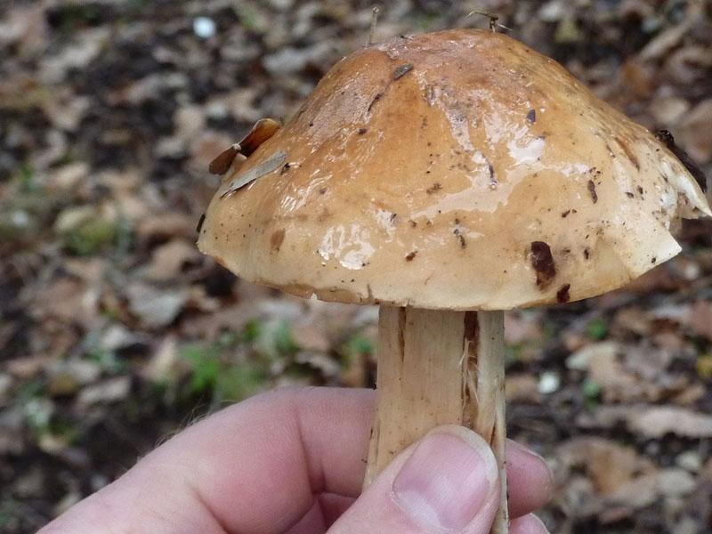 Mushroom Two - photo 2