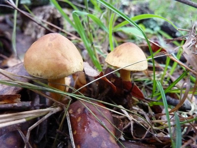 Mushroom 3 - photo 3