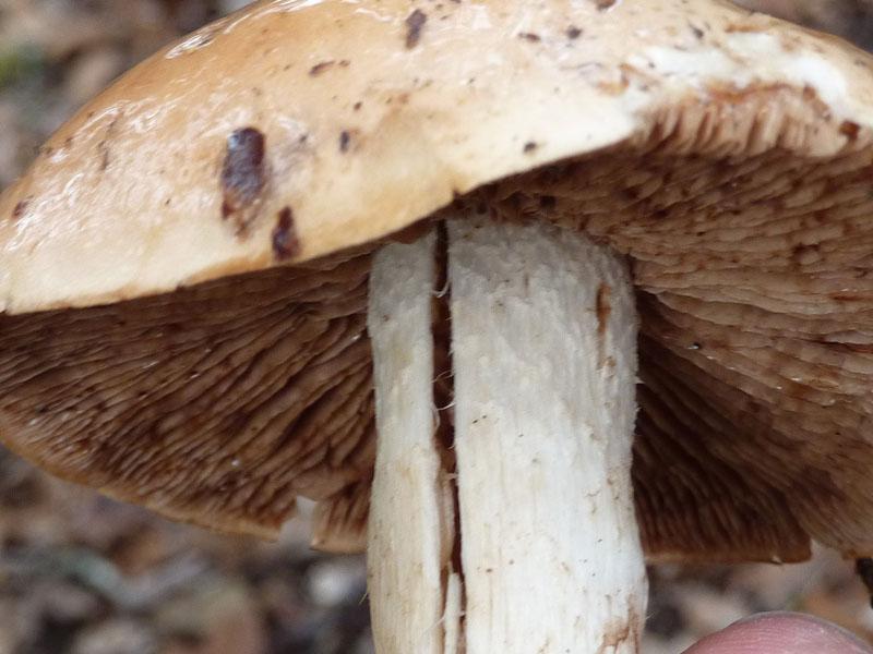 Mushroom 2 - photo 3