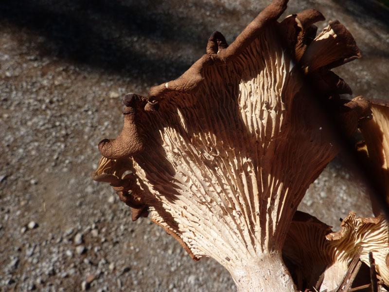 Mushroom One - photo Four