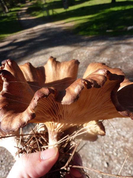 Mushroom One - photo Five