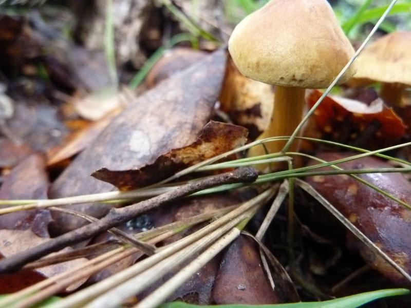 Mushroom 3 - photo 2