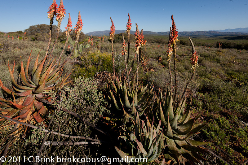 Klein Karoo