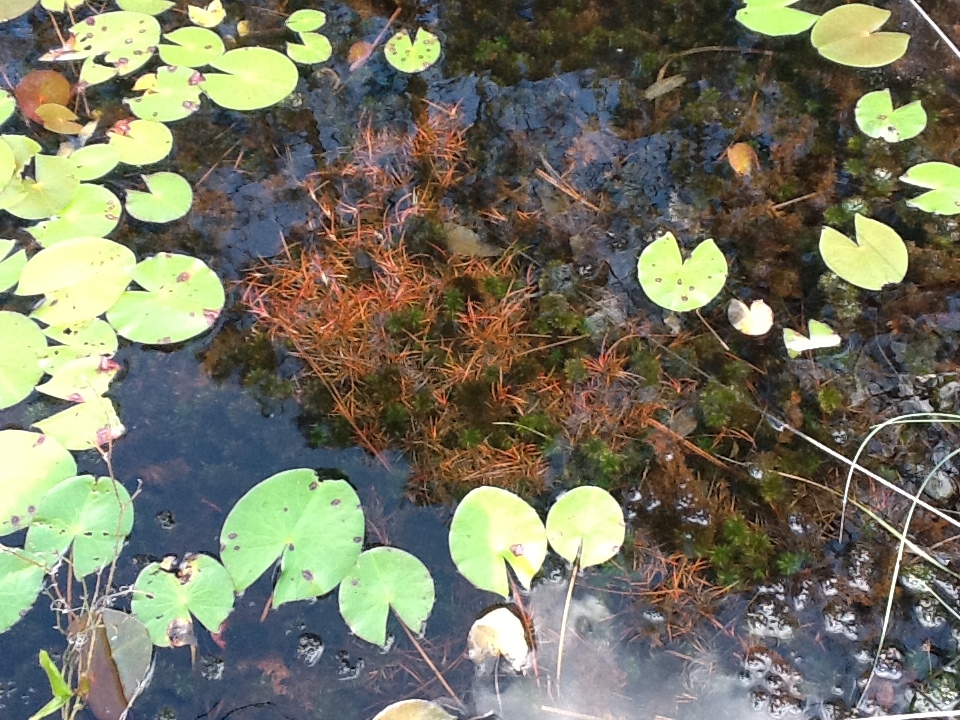 swamp6