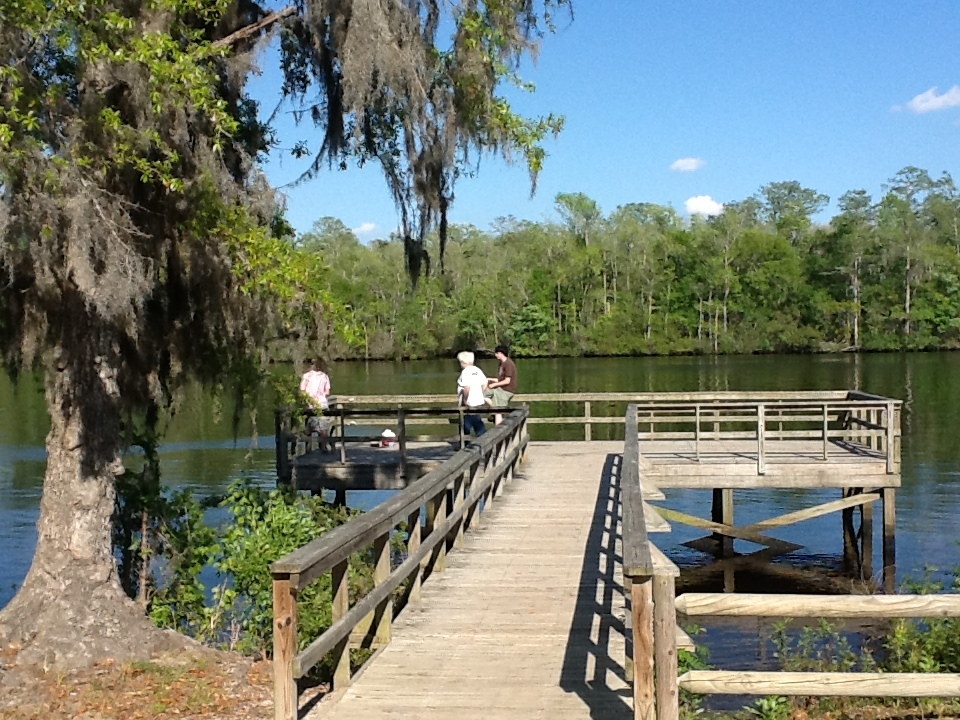 swamp7