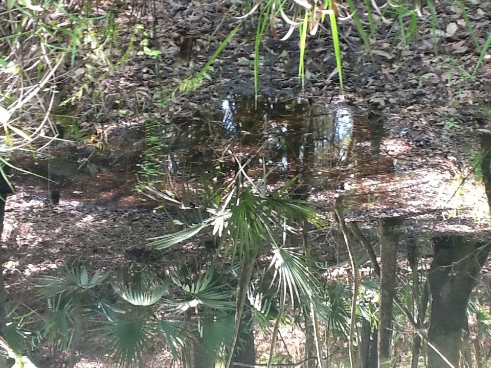 swamp3