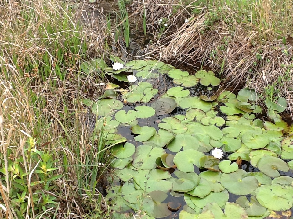 swamp12