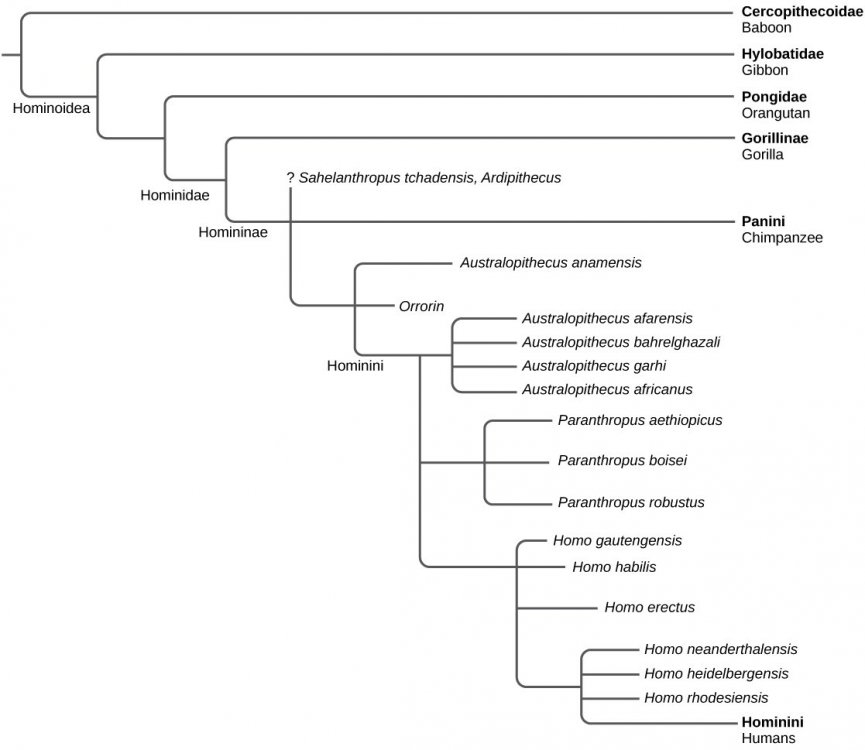 Cladogram.thumb.jpg.8be468cfde184367119d7768f7f374ea.jpg