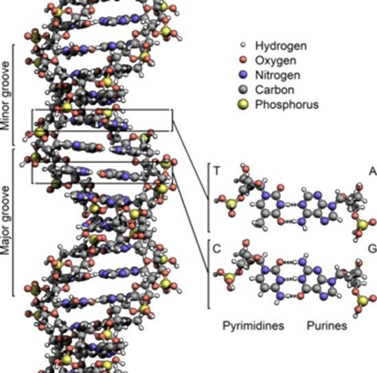 chtomosone2.jpg.50494cbcccc3de6917a58f562f6c9ec6.jpg