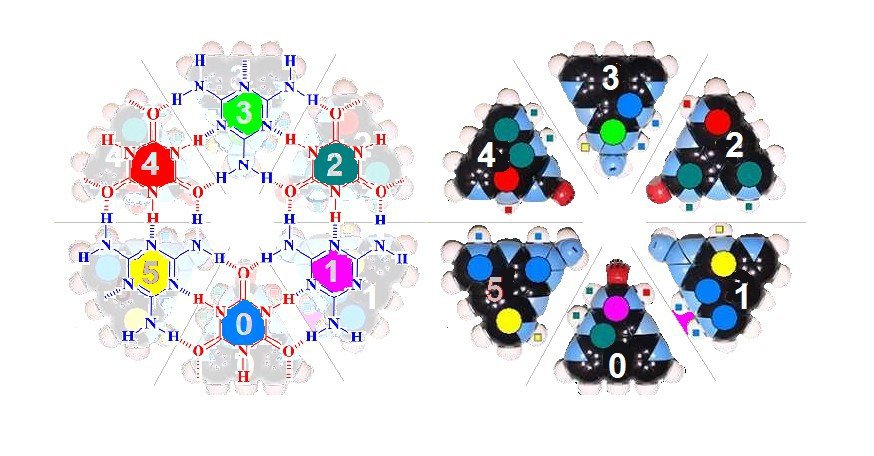 Hexal_Bases6_6White.JPG.552e8036bd3a5c971a5baaac17c96e75.JPG