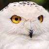 WhiteOwl